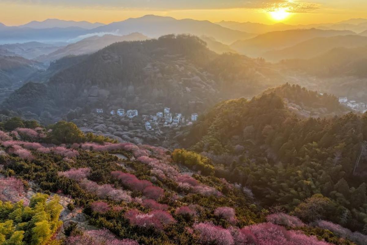 Bunga plum yang bermekaran hiasi Desa Maihuayu di China