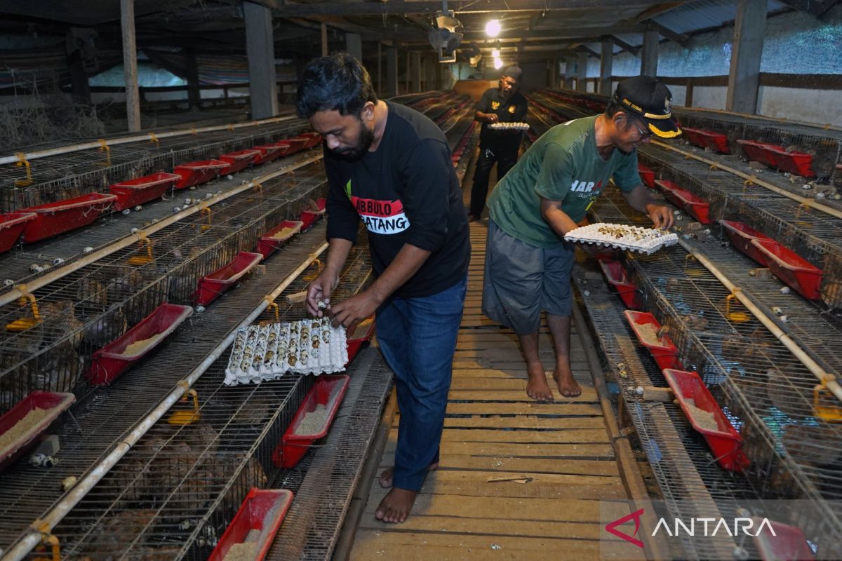 BGN: Bahan baku untuk SPPG tidak boleh didominasi satu pemasok