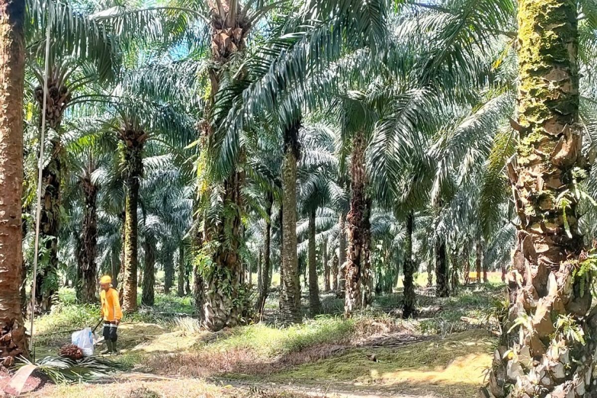 Peneliti: Sawit kunci pemulihan ekonomi pascabencana