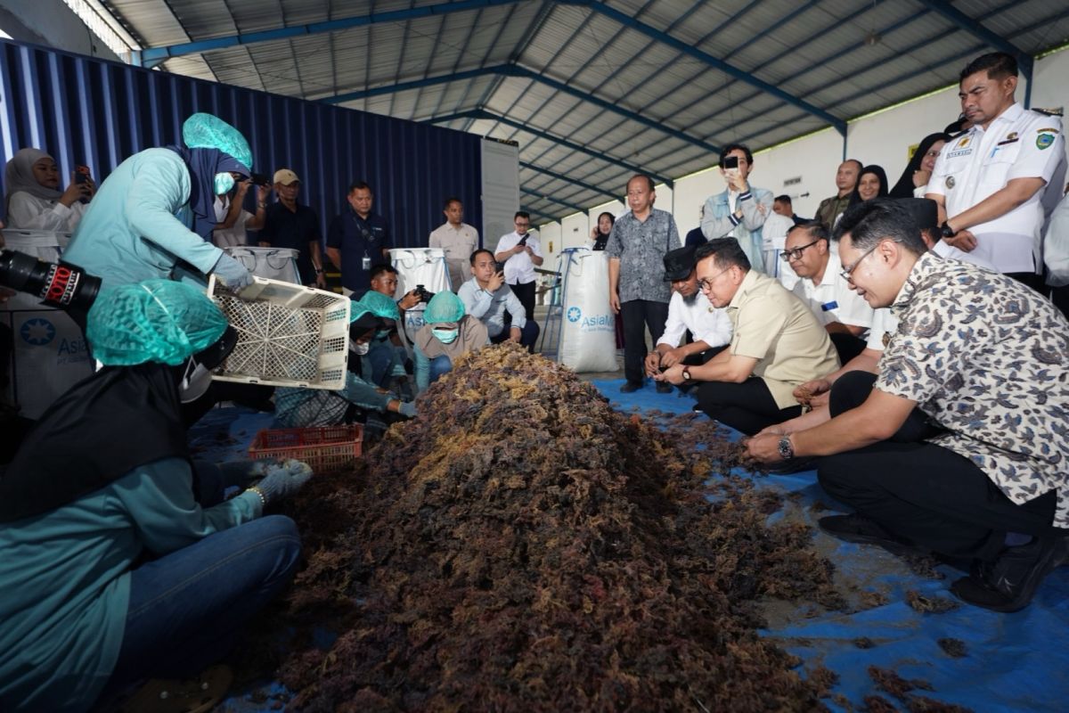 Kemendag optimalkan resi gudang, ekspor rumput laut tembus Tiongkok