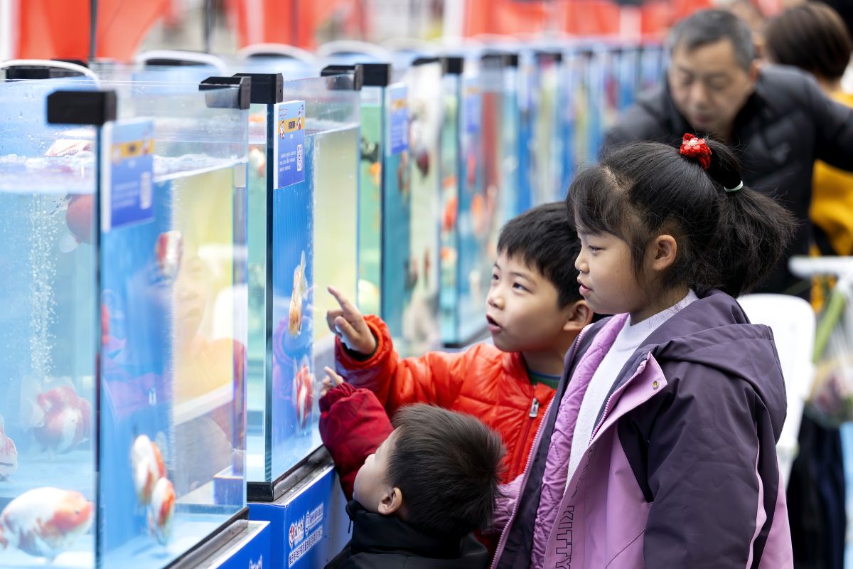 Menilik warisan budaya Fuzhou di China melalui ikan mas koki