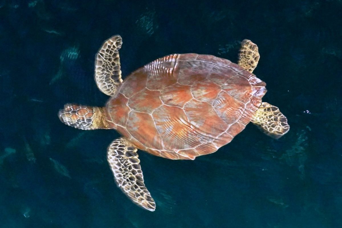 YKAN lindungi penyu di Kepulauan Derawan bersama Coral Triangle