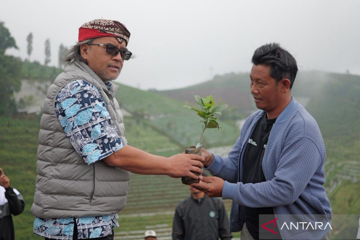 Temanggung dapat bantuan bibit kopi arabika 500 ribu batang