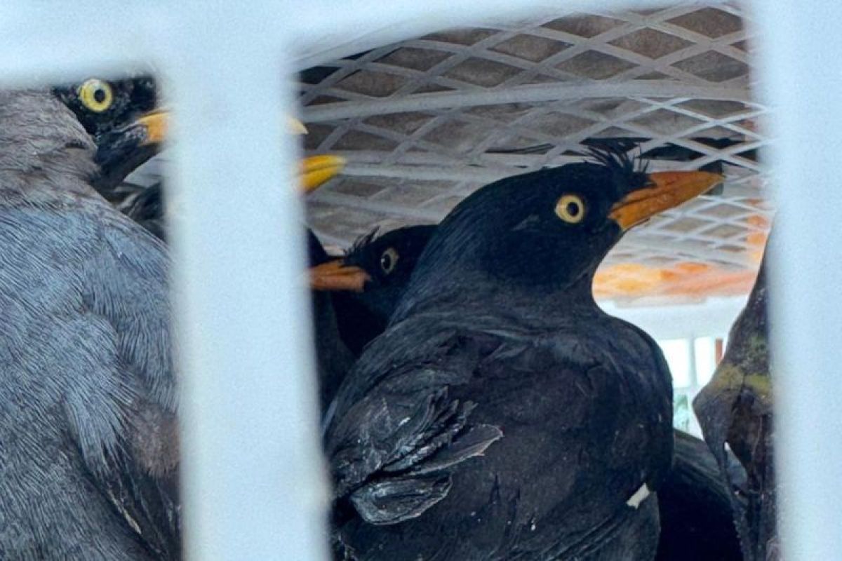 Karantina Lampung amankan 111 burung dilindungi dari peredaran gelap