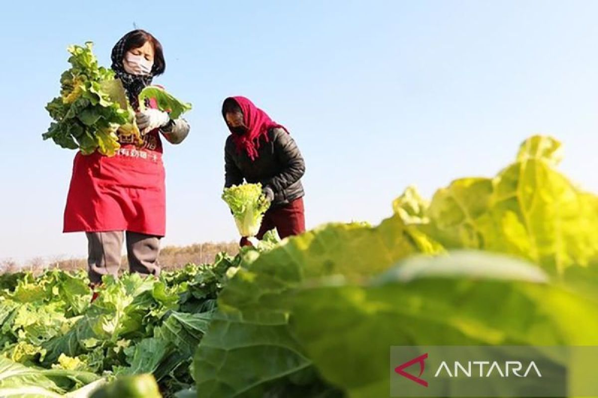 Studi baru ungkap pola makan vegan aman bagi pertumbuhan bayi