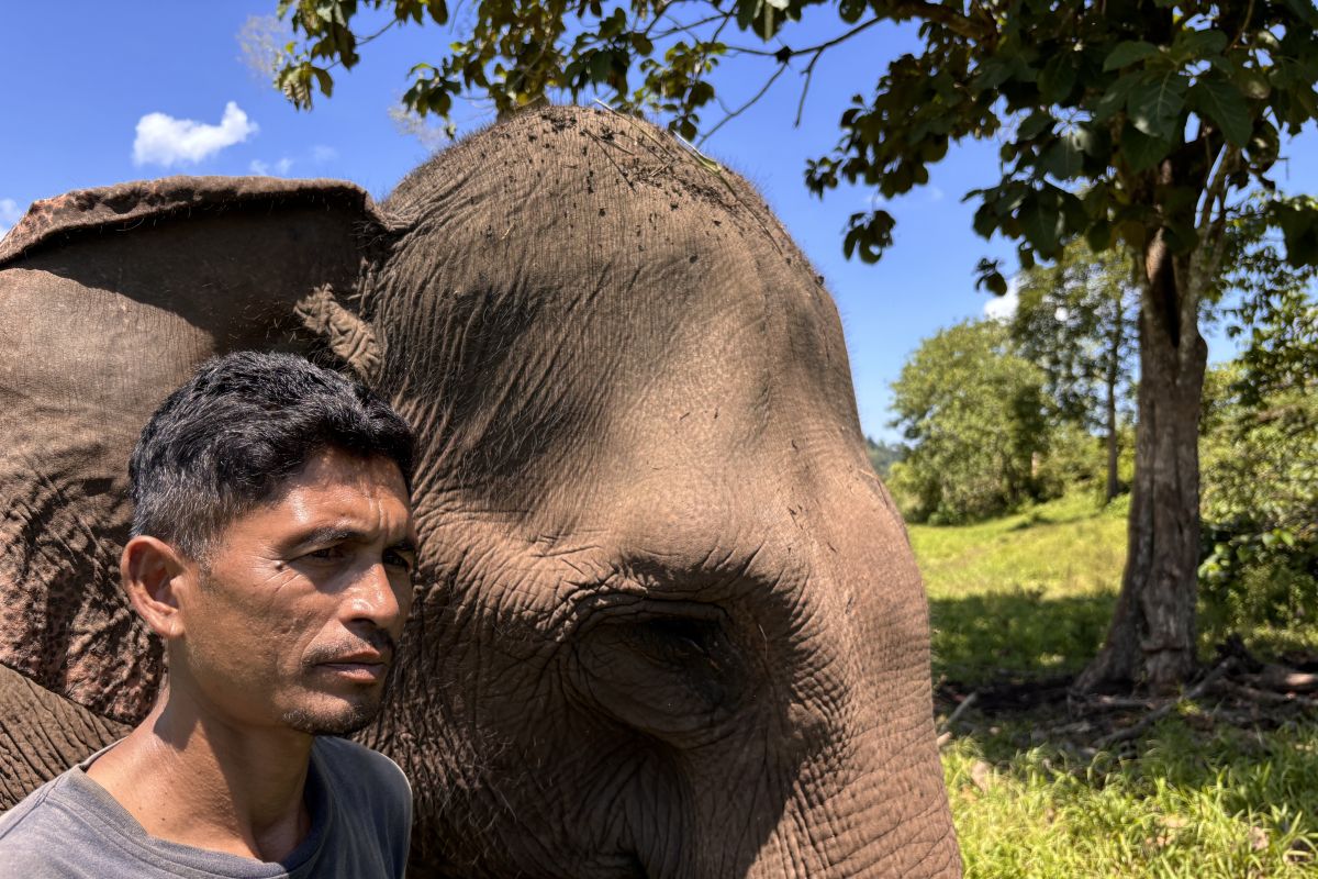 Sungai Peusangan terdampak bencana, ekosistem gajah berubah