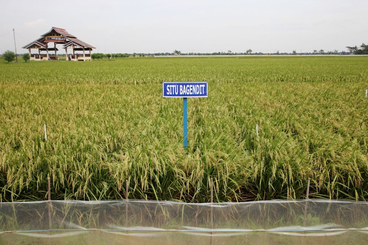 Kementan dorong petani manfaatkan varietas padi adaptif hadapi kemarau