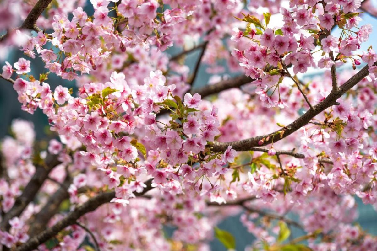 Tiga wilayah yang jadi lokasi pertama bunga sakura bermekaran