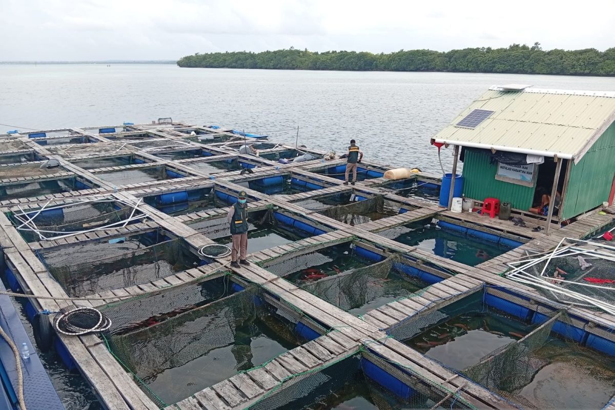 BKHIT Maluku sertifikasi ekspor 7.652 ekor kerapu tujuan Hong Kong