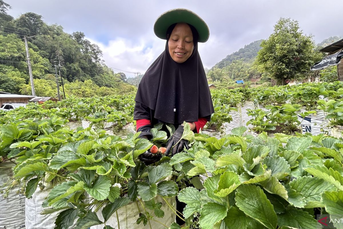 Petani stroberi Agam mulai rasakan pemulihan ekonomi pascabencana