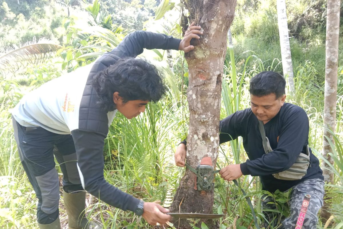 Pagari Pasia Laweh Agam didekati harimau saat penanganan konflik
