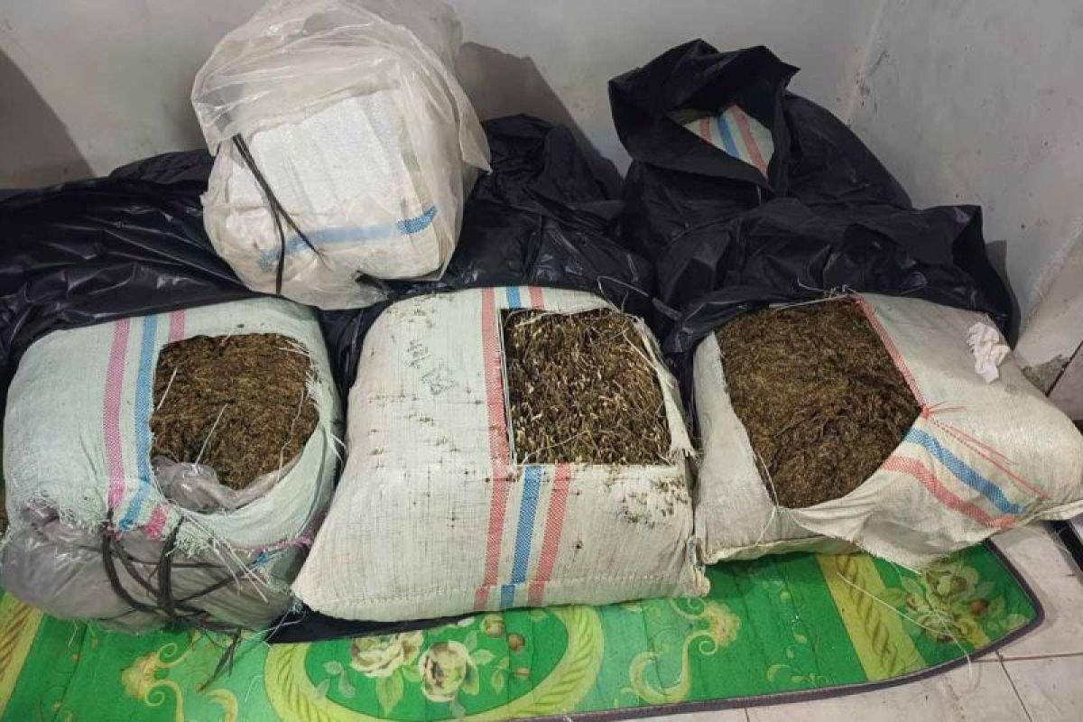 Polda Aceh gagalkan peredaran 50 kilogram ganja