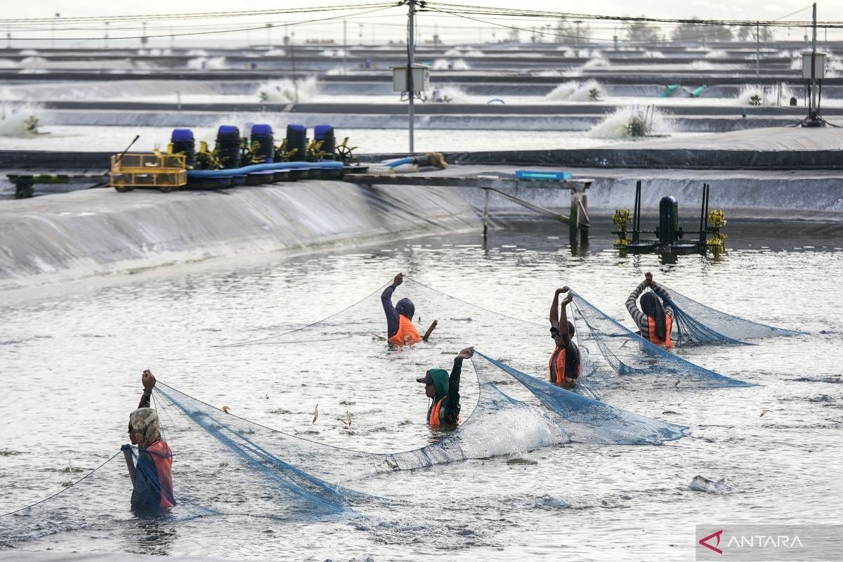 KKP: Produksi tambak udang Kebumen melonjak jadi 358,97 ton