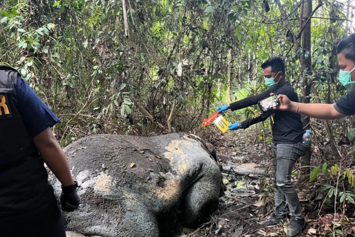 Polda Riau telah periksa 40 saksi kasus gajah mati tanpa kepala