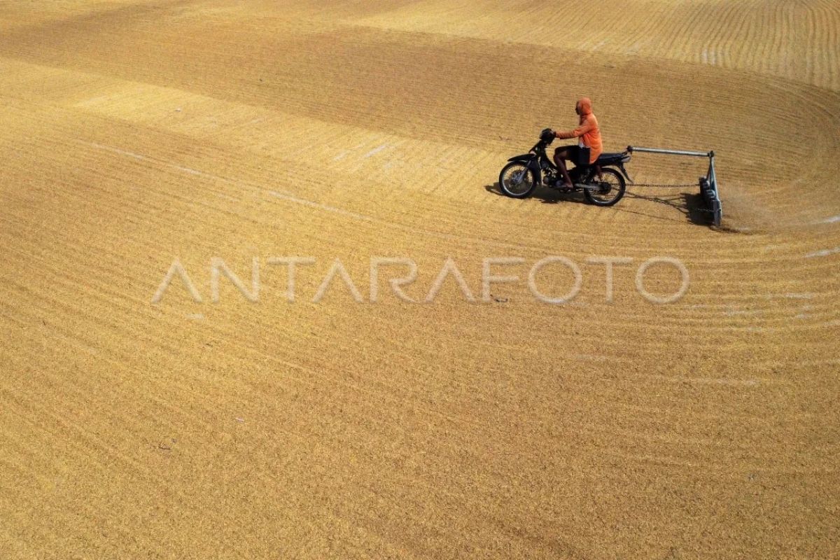 Pengamat tekankan penguatan infrastruktur Bulog hadapi puncak panen