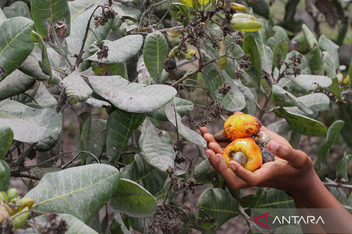 Gunung Lewotobi di NTT meletus, warga diminta jauhi pusat erupsi