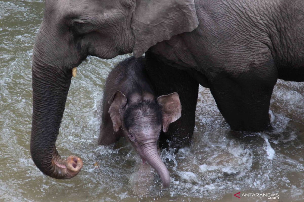 Serangan gajah liar tewaskan seorang perempuan di Sri Lanka