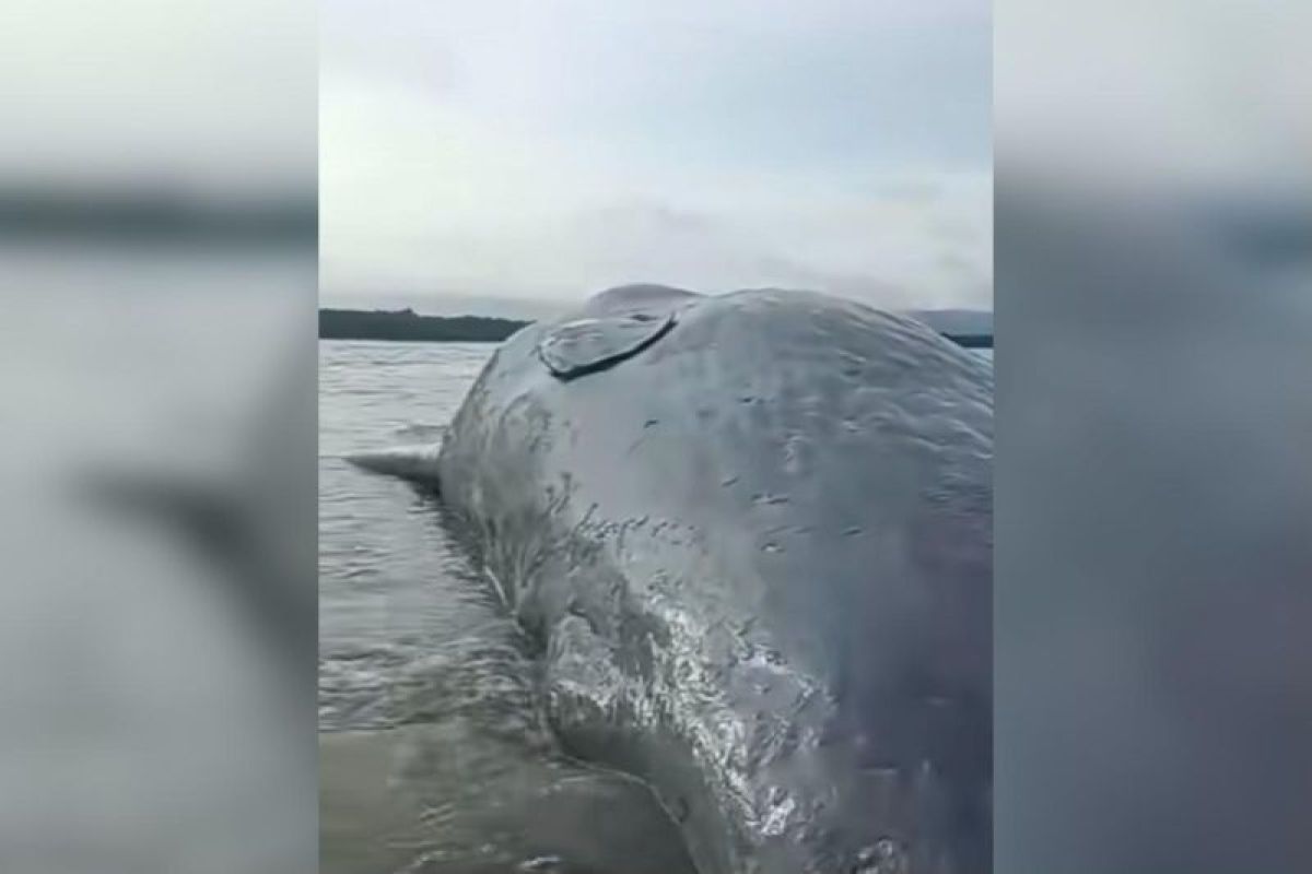Warga temukan bangkai paus sepanjang 10 meter di Pantai Totobo Kolaka