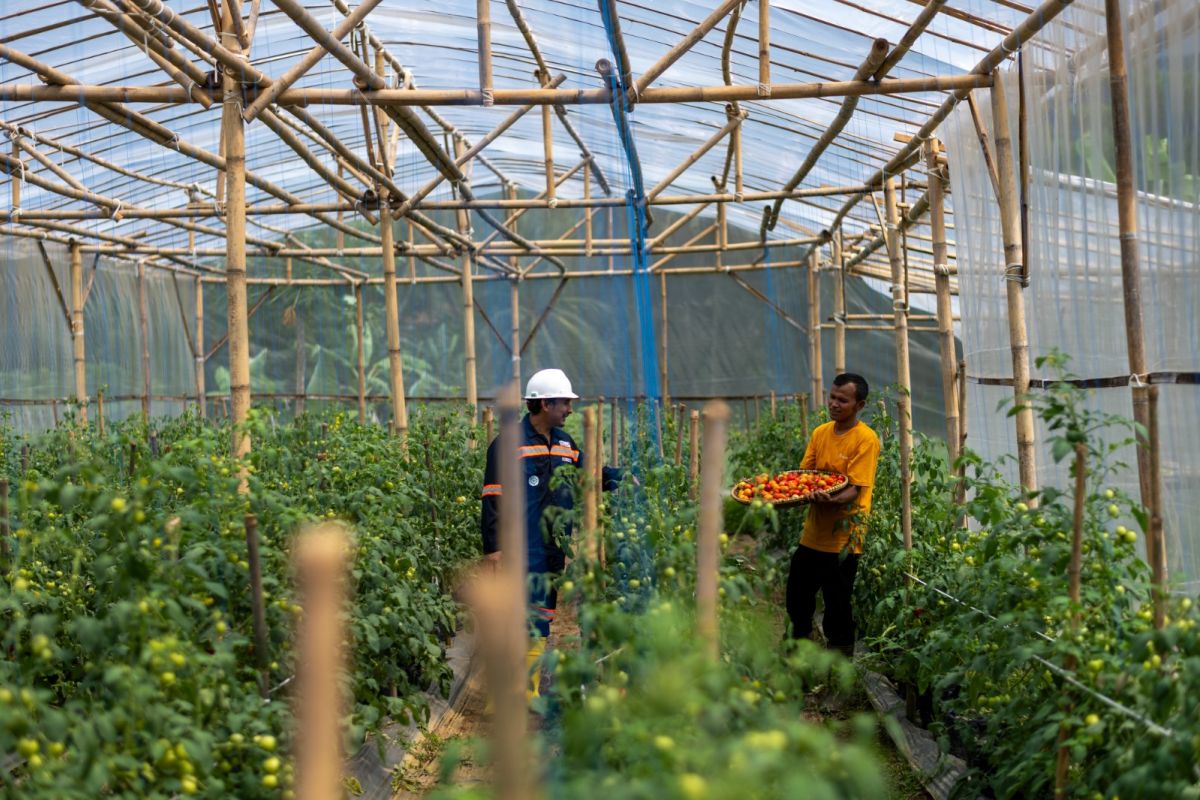 Antam kembangkan model pertanian sirkular di Desa Kalongliud Bogor
