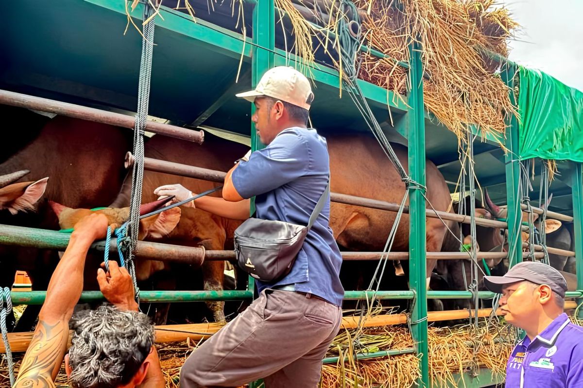 Pemprov NTB minta tambahan kapal angkut ternak kurban