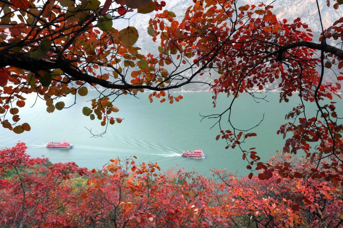 Larangan tangkap ikan di Sungai Yangtze picu pemulihan awal ekologi
