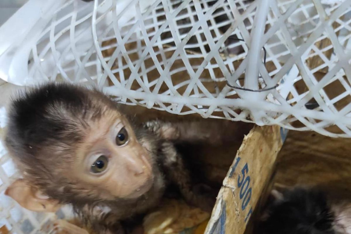 Karantina Lampung gagalkan perdagangan satwa liar di Bakauheni