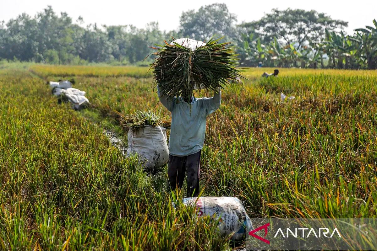 HKTI nilai produksi padi tetap terjaga di tengah dinamika iklim 2026