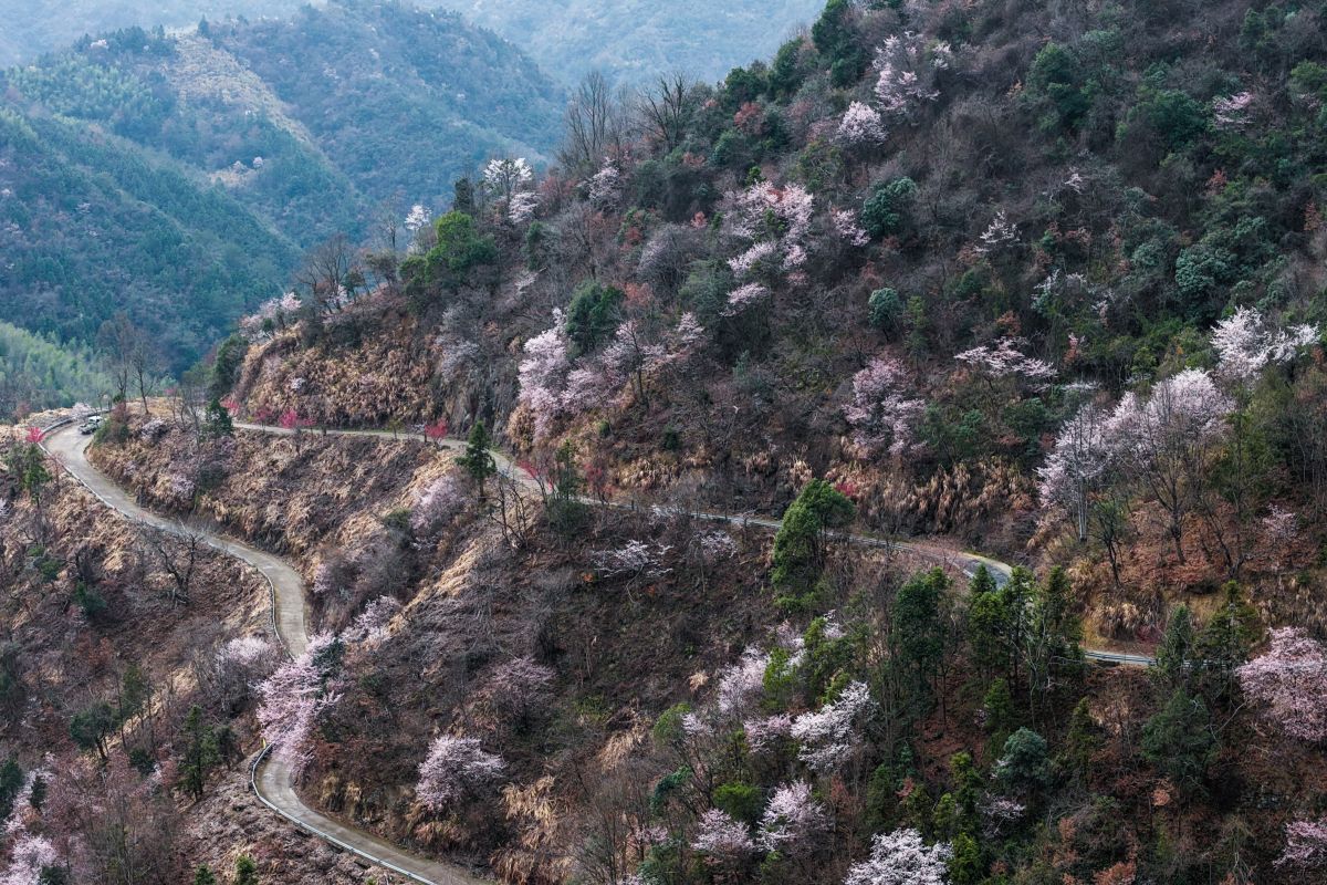 Menikmati pemandangan bunga sakura liar yang bermekaran di Jiande