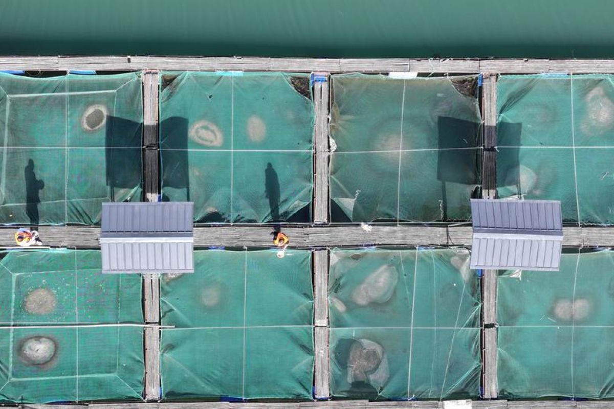 Lembaga riset di China lestarikan hidup ikan langka di Sungai Yangtze