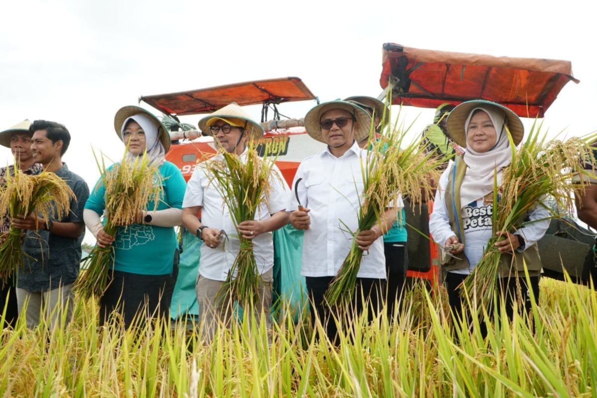 Pemkab Pati buktikan keberhasilan program panen padi 10 ton/hektare