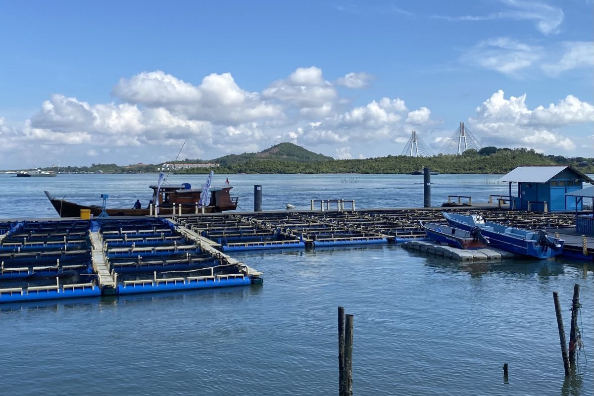 BPBL Batam targetkan panen 1 ton lobster kualitas ekspor akhir 2026