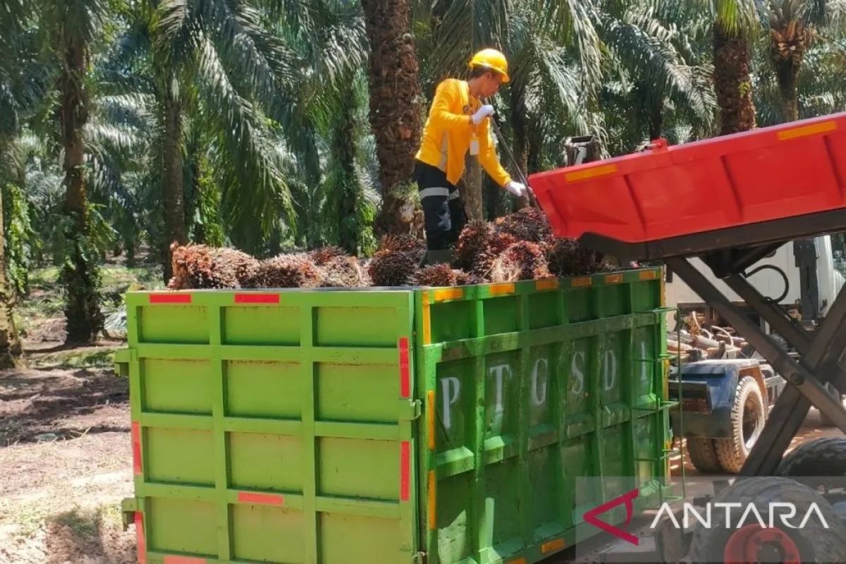 Pakar IPB ingatkan tata kelola kunci pemanfaatan strategis sawit