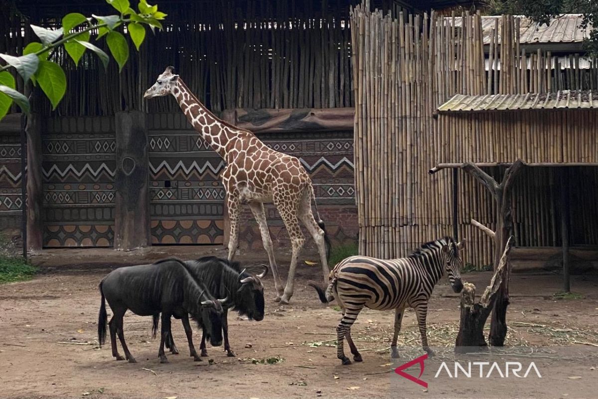 Pemkot targetkan seleksi pengelola Bandung Zoo selesai April