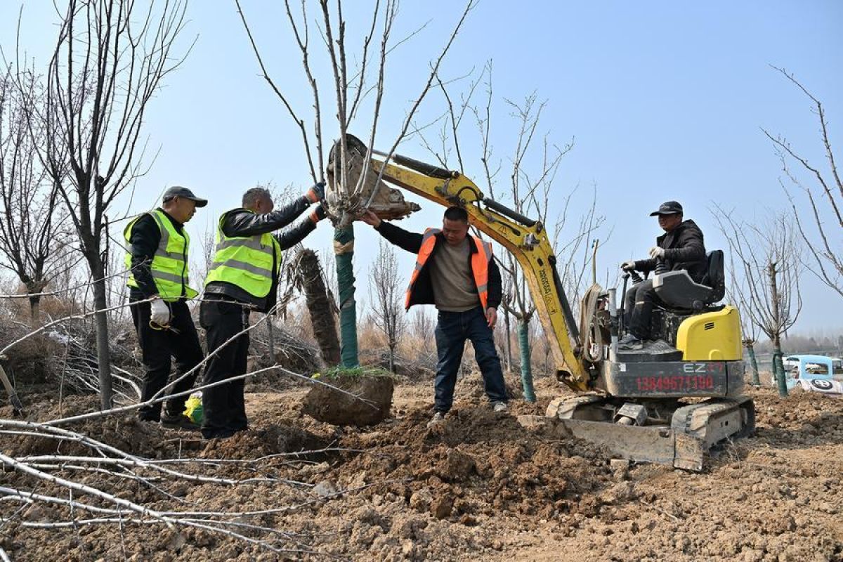 Tingkat tutupan hutan dan padang rumput di China lampaui 56 persen