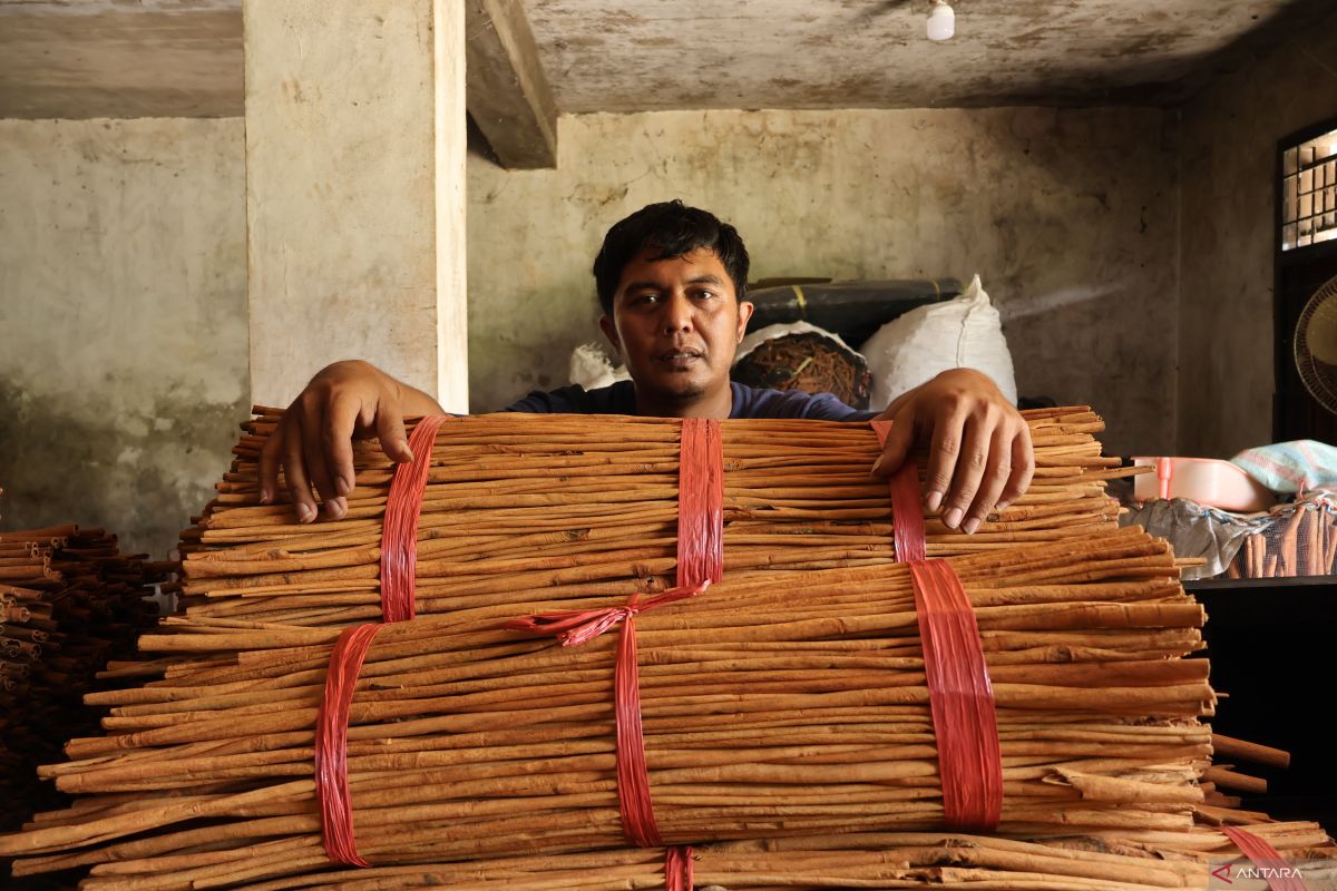 Kulit manis asal daerah terdampak bencana di Agam tembus pasar Eropa