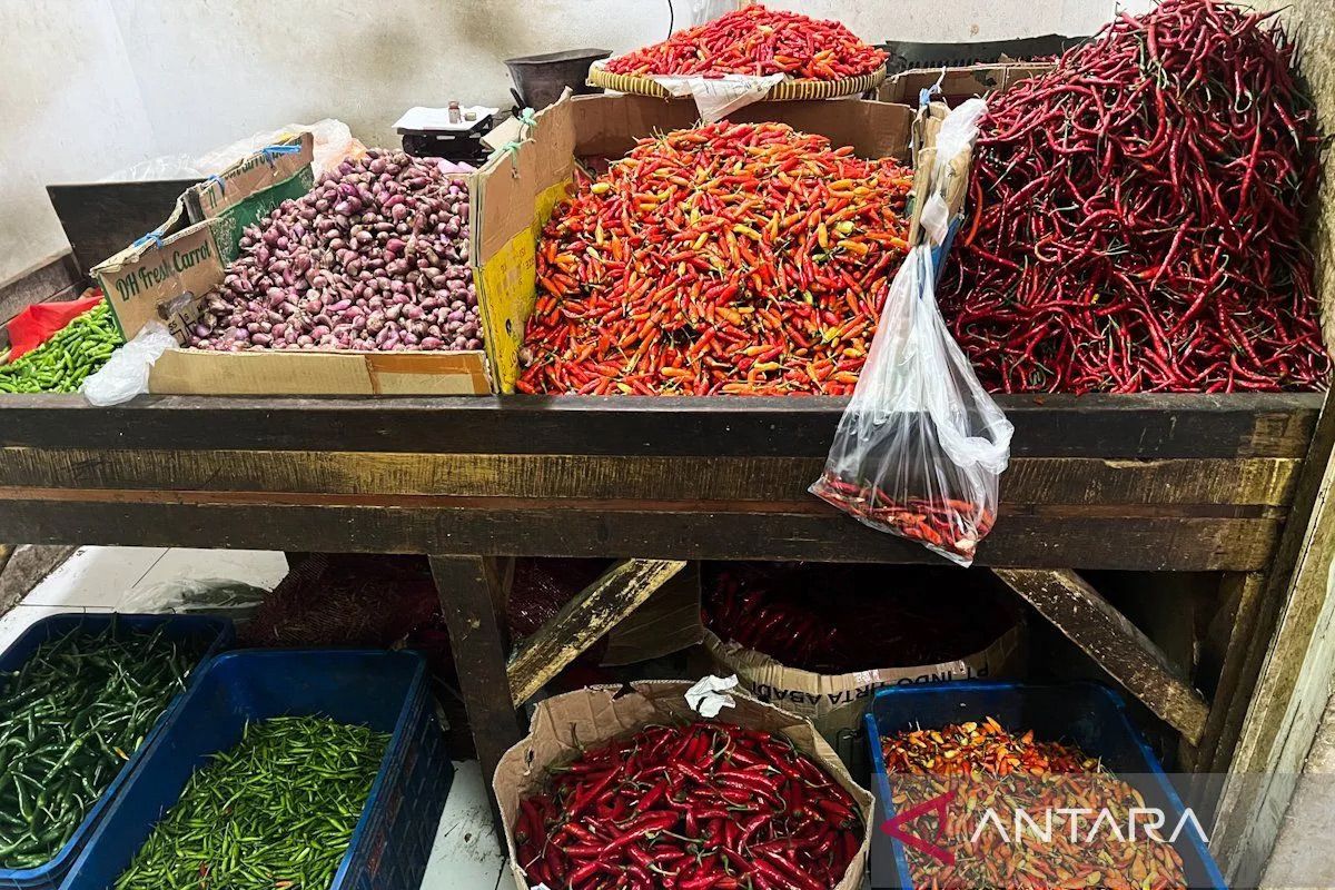 Kementan pastikan stok cabai surplus pasok Ramadhan-Idul Fitri 1447 H