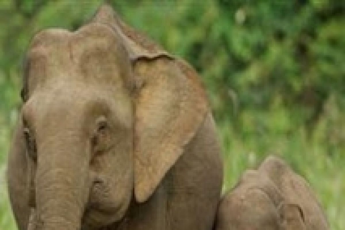 Kemenhut RI-otoritas Malaysia berkoordinasi terkait anak gajah borneo