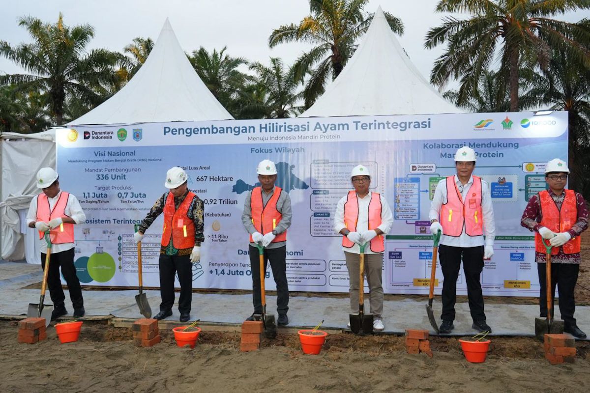 PTPN siapkan lahan dukung hilirisasi ayam terintegrasi perkuat MBG