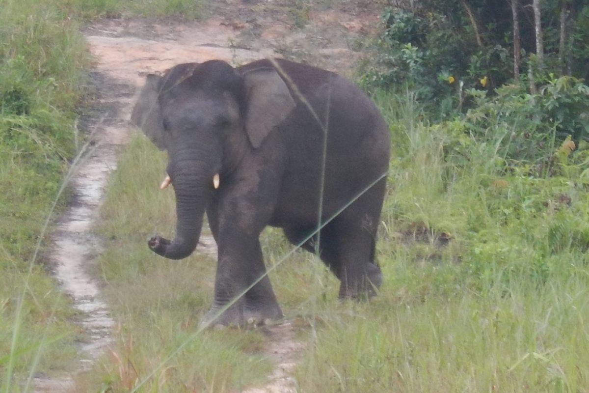 BKSDA Jambi berkolaborasi rencana aksi penyelematan gajah