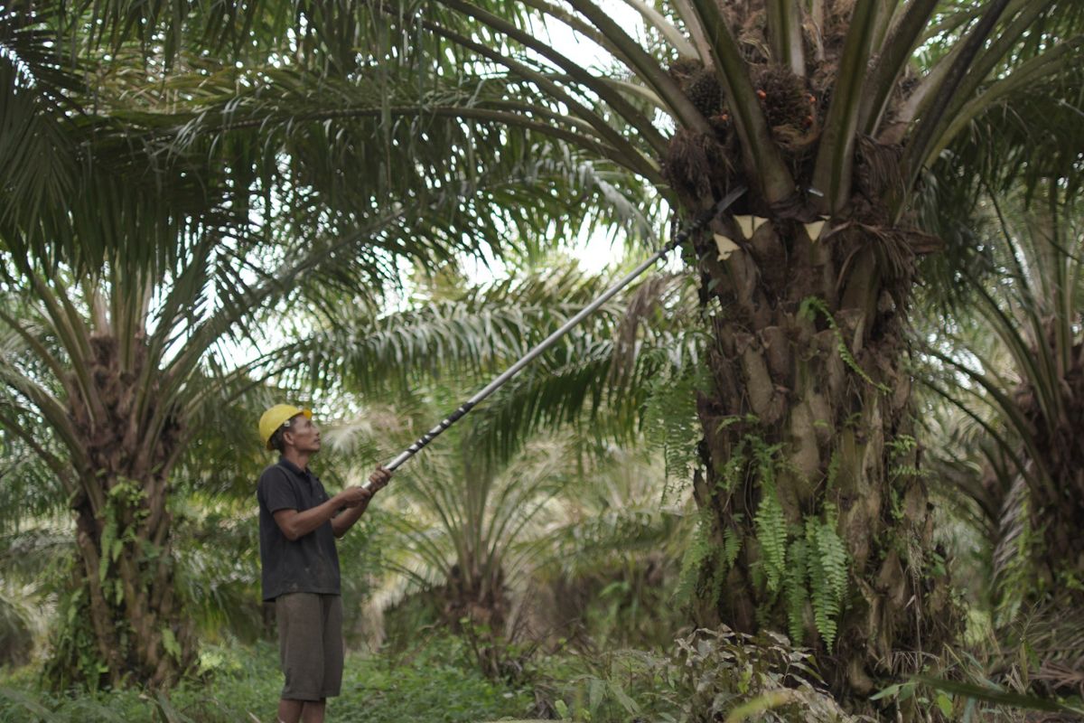 Kementan perkuat hilirisasi sawit sebagai andalan RI di pasar global