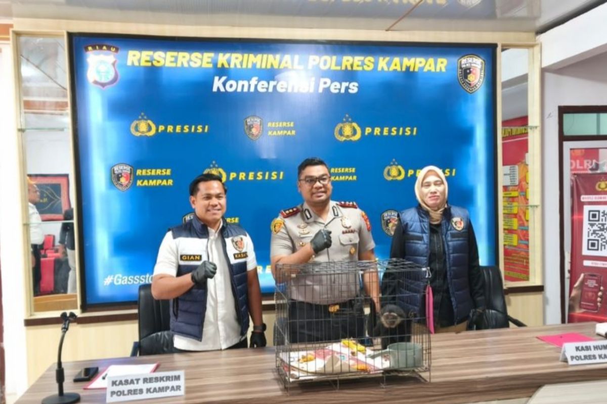 Polres Kampar gagalkan transaksi ilegal satwa dilindungi Owa Ungko