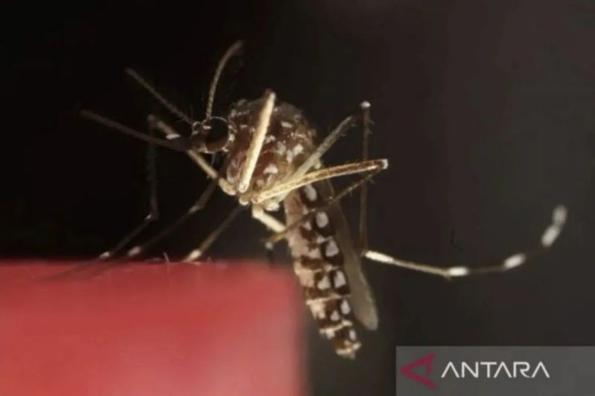 Kemenkes: Skrining malaria Papua meningkat 337 persen pada 2021-2025