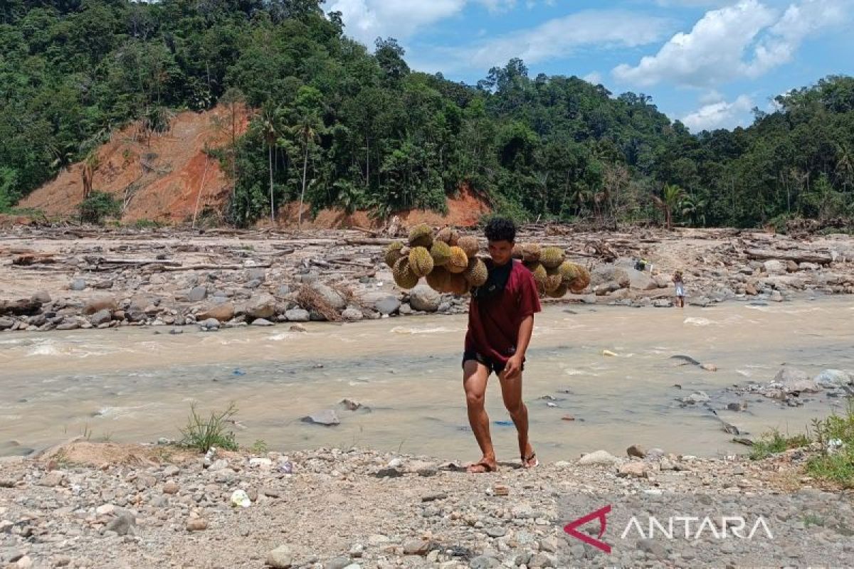 Jembatan putus, warga Sibio-bio terobos sungai angkut hasil pertanian