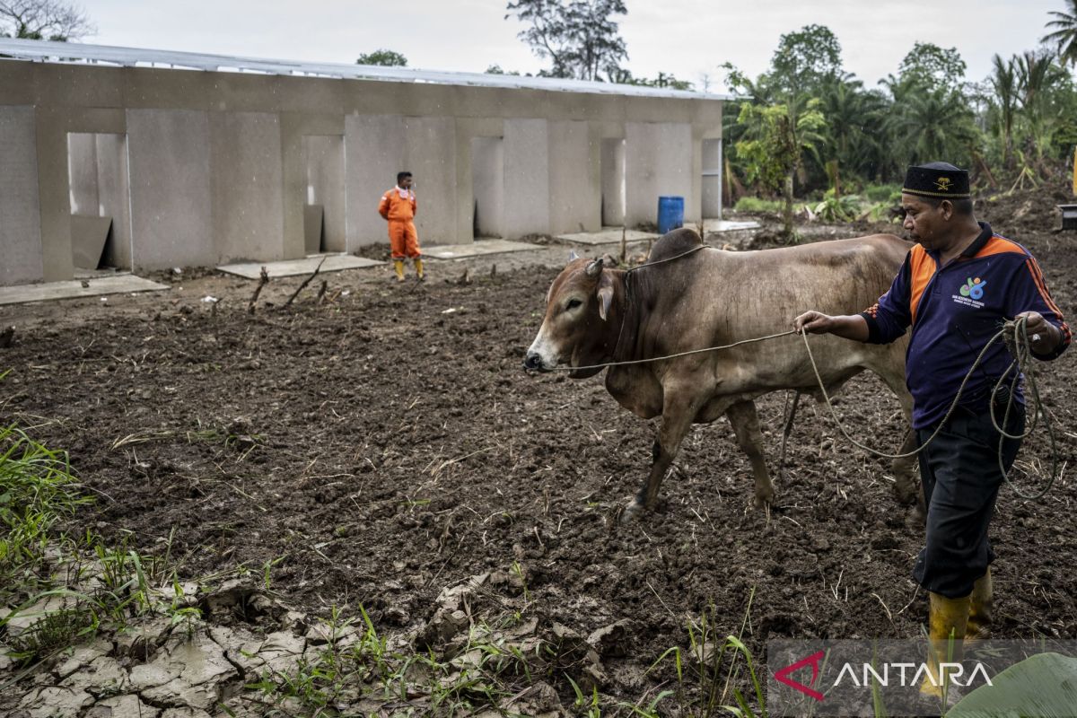Sapi bantuan presiden untuk 'meugang' jangkau pengungsi Langkahan