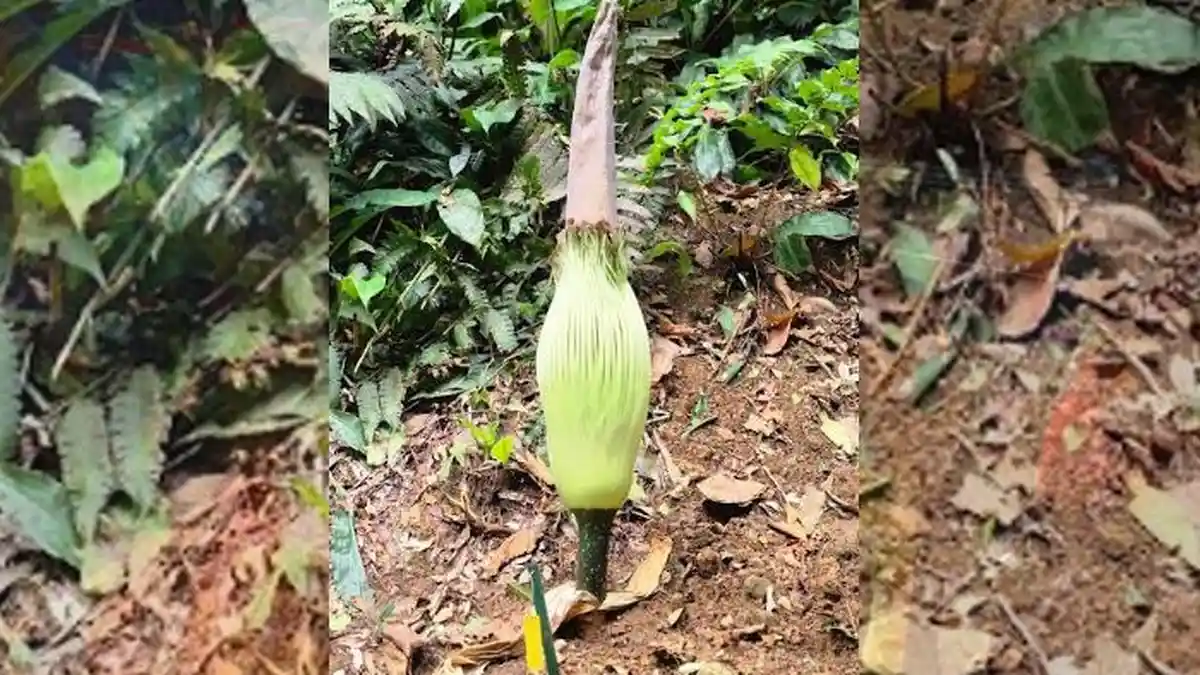 Menanti Mekarnya Bunga Bangkai Raksasa di Kebun Raya Bogor, Pemantauan Dilakukan Setiap Hari