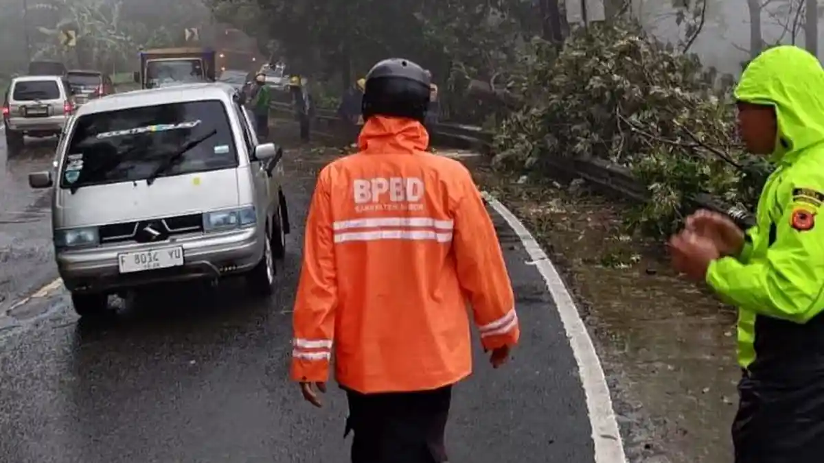 Kronologi Pohon Tumbang di Puncak Bogor, Tutupi Akses Jalan Utama, Kondisi Diguyur Hujan