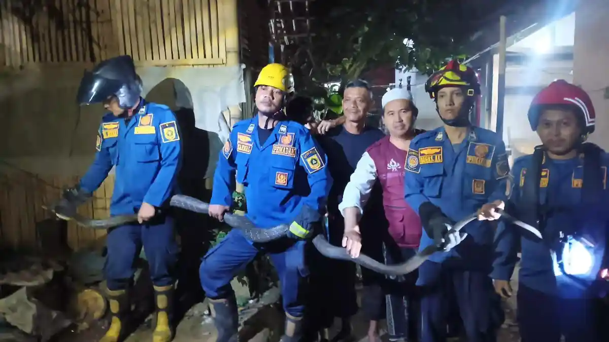 Ular King Kobra Sepanjang 4 Meter Ngumpet di Pot Tanaman di Ciseeng Bogor, Damkar Turun Tangan