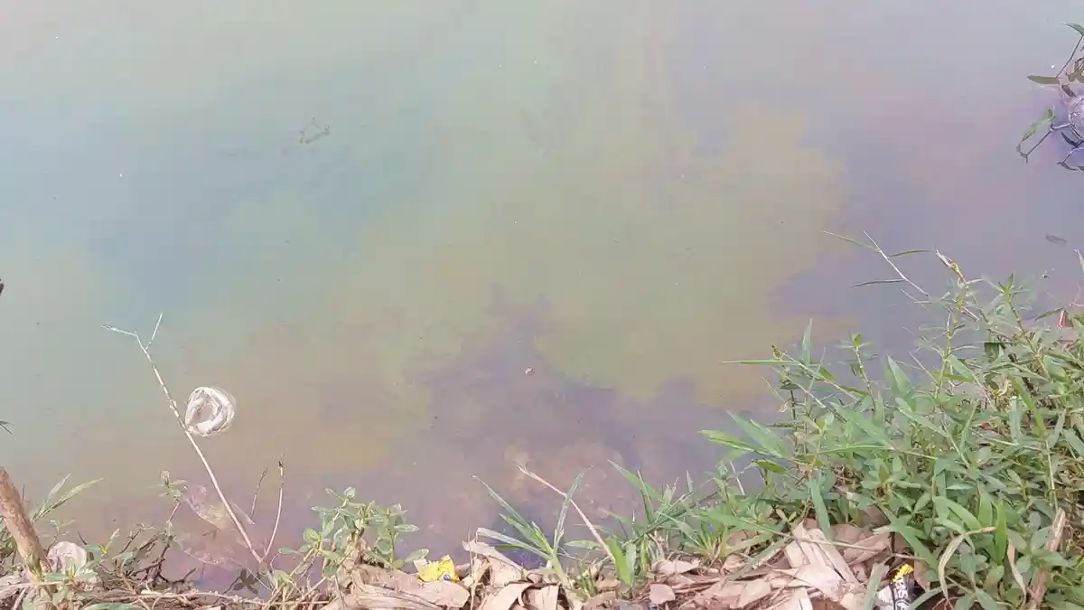 Penampakan Air Berminyak di Situ Citongtut Bogor: Bikin Kulit Gatal, Ribuan Ikan Mati, Tanaman Layu
