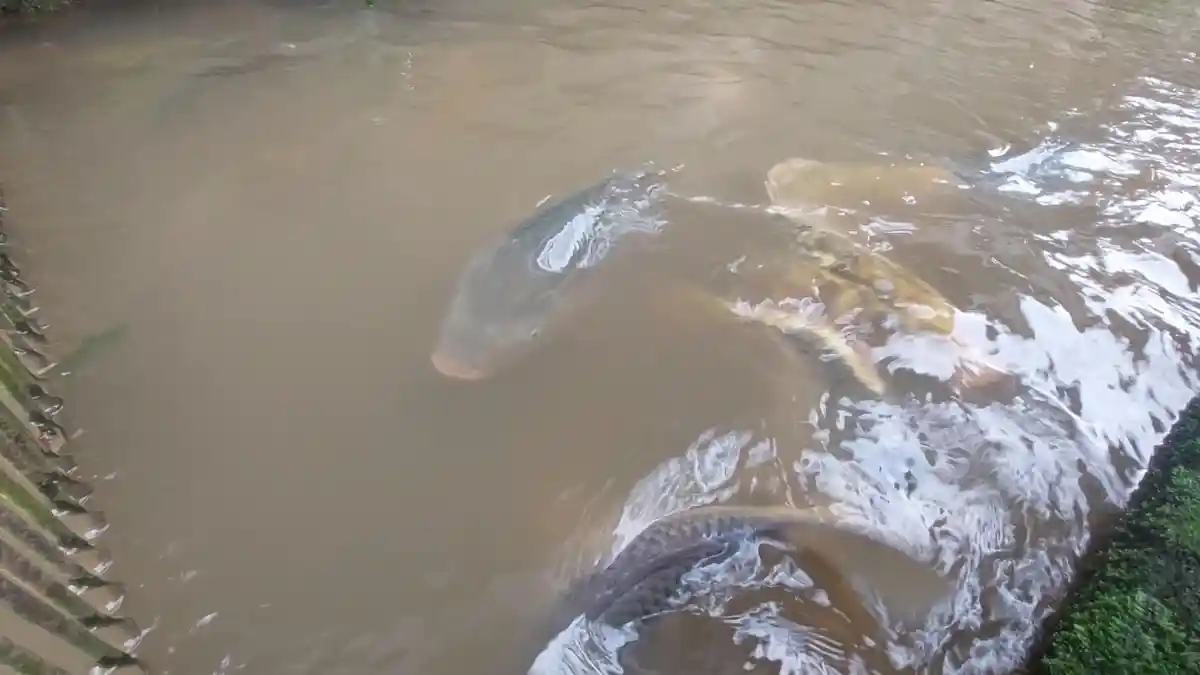 Cara Budidaya Ikan Mas di Selokan Depan Rumah Ala Warga Ciawi Bogor, Modal Rp 1,7 Juta