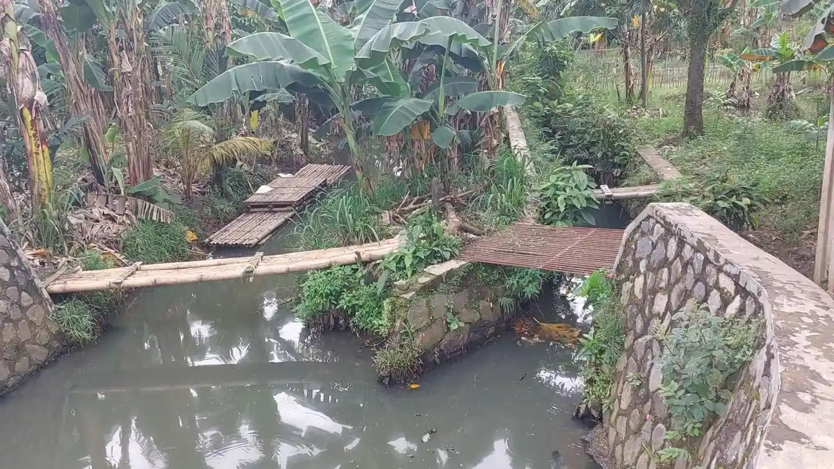 Intip Irigasi yang Picu Ribuan Ikan di Situ Citongtut Bogor Mati Keracunan, Airnya Bikin Kulit Gatal